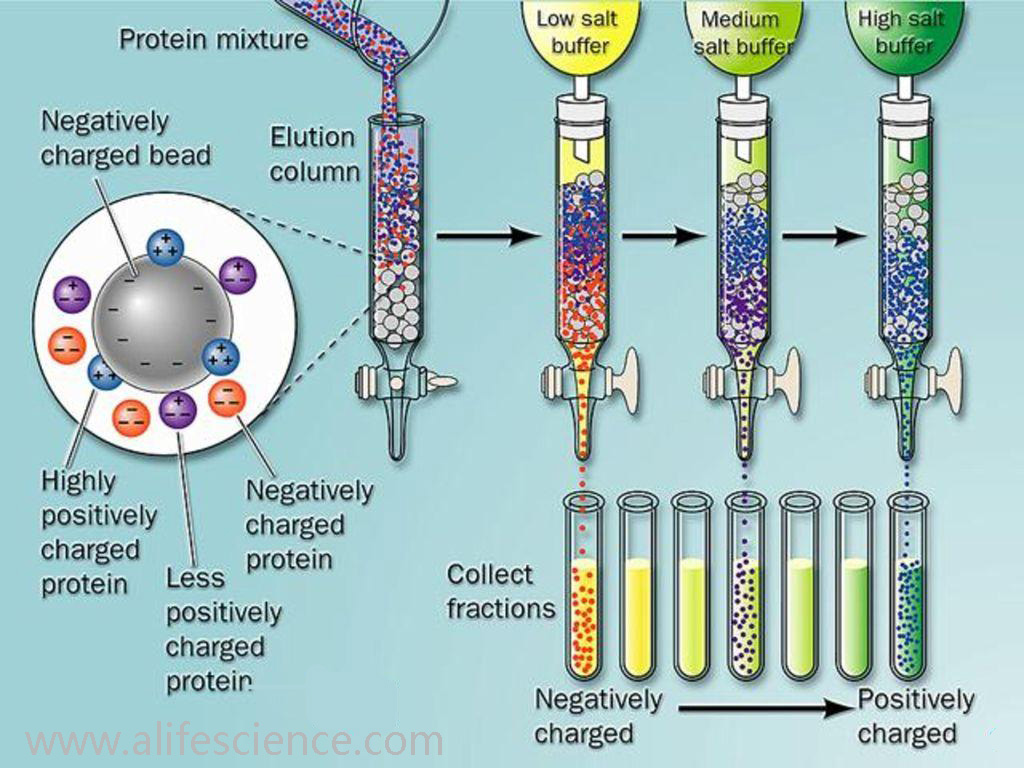 蛋白提取純化的幾種常用方法