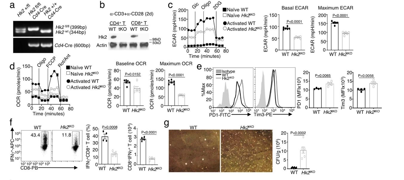 HK2的T細(xì)胞特異性缺失會(huì)損害T細(xì)胞代謝以及針對(duì)腫瘤發(fā)生和細(xì)菌感染的免疫反應(yīng)