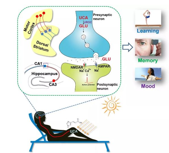 中度紫外線暴露通過(guò)促進(jìn)大腦中新型谷氨酸的生物合成可增強(qiáng)學(xué)習(xí)和記憶能力