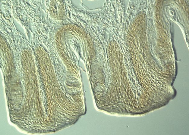兔子味蕾斷面，微分干涉對(duì)比顯微鏡