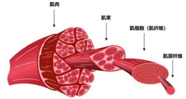 新型的栽培肉