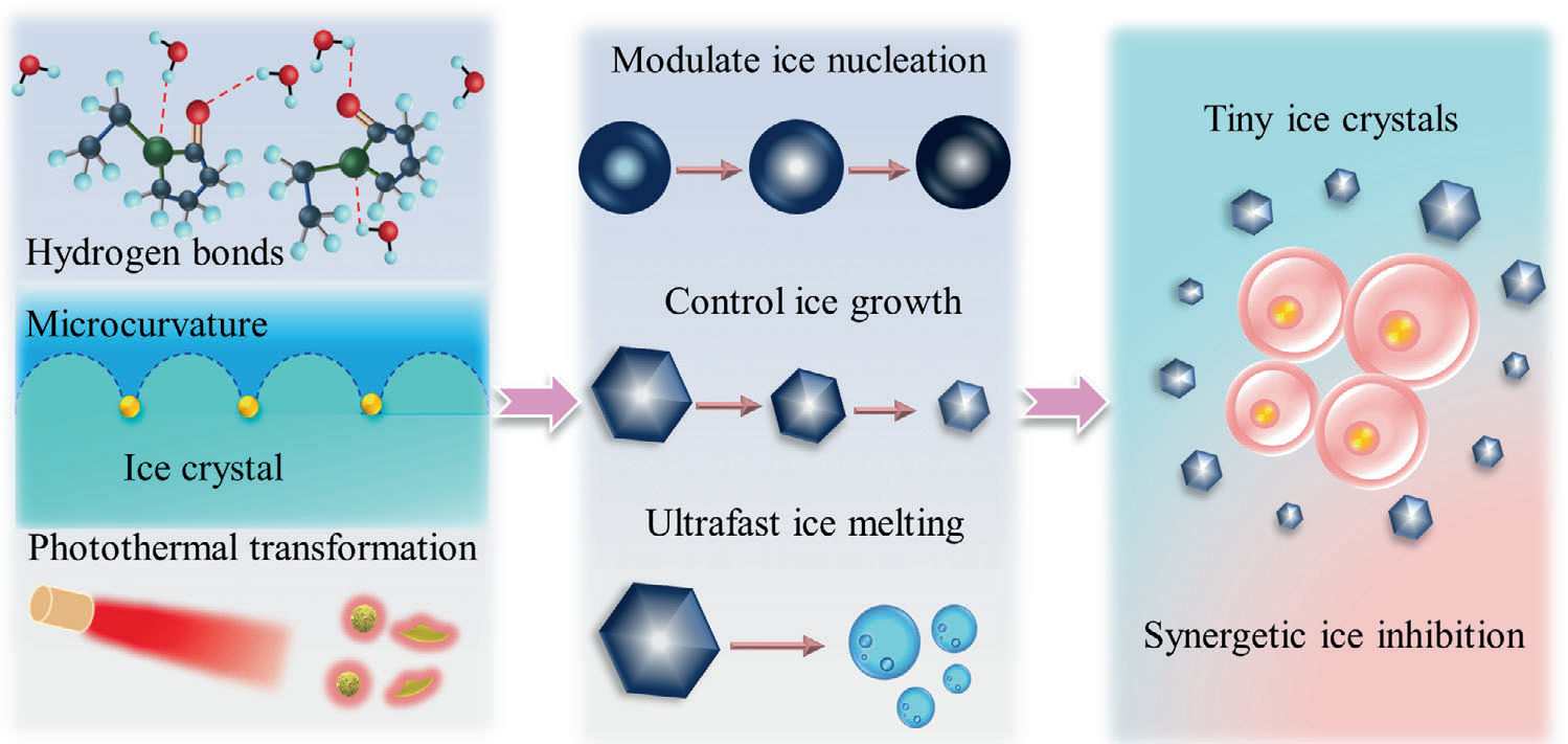 基于氫鍵、吸附抑制以及光熱轉(zhuǎn)換效應(yīng)實現(xiàn)冰晶的協(xié)同抑制以提升活細胞深低溫冷凍保存效果