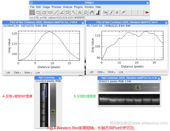 Western Blot條帶長軸與短軸分析模式的Plot對比.jpg