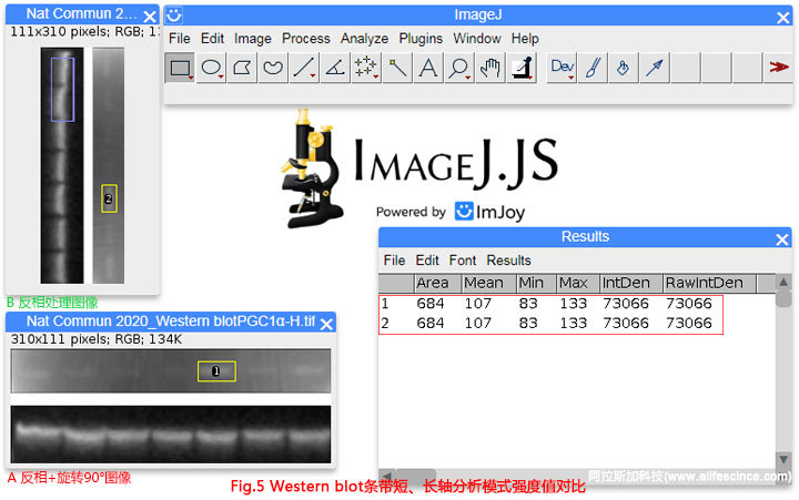 Western Blot圖像長軸短軸分析選區(qū)分析結果一致.jpg