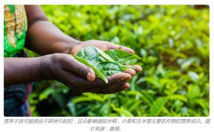 植物中的特定蛋白質(zhì)可預(yù)防人體缺鋅