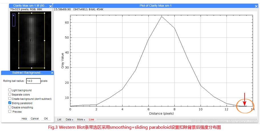 Fig.3 Western Blot條帶采用smoothing+sliding paraboloid設(shè)置扣除背景后圖像強度分布圖.jpg