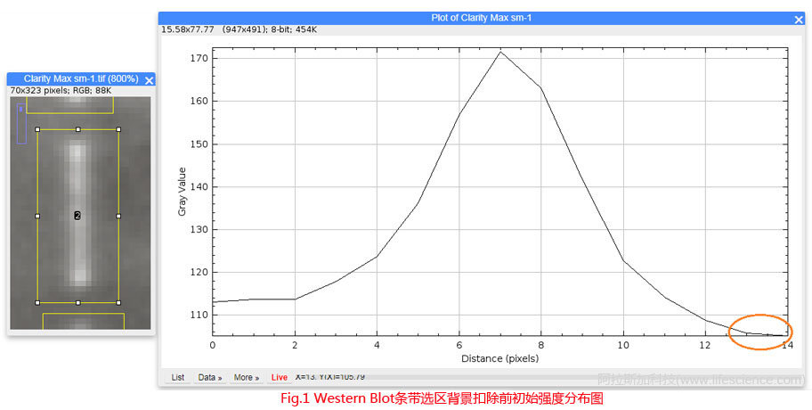 Fig 1 背景扣除前Western Blot條帶選區(qū)圖像初始信號強度分布圖.jpg