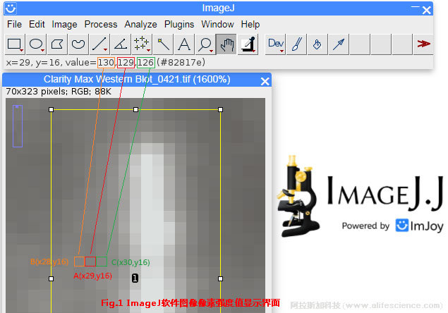 Fig 1 ImageJ軟件圖像像素強度值顯示界面特點.jpg