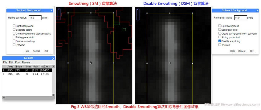 Fig 3 WB條帶選區(qū)經(jīng)Smooth、Disable Smoothing算法扣除背景后圖像效果.jpg