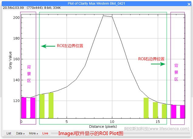 用Image J軟件Plot Profile評估分析選區(qū)邊界.jpg