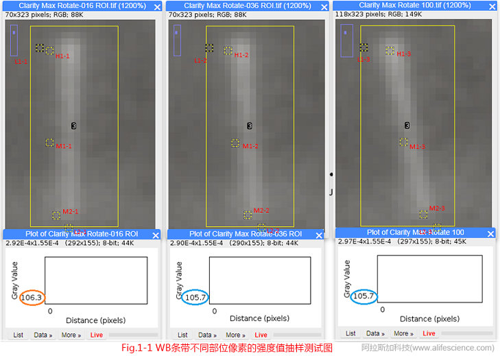 圖1-1 圖像旋轉(zhuǎn)前后WB條帶不同部位像素的強度值抽樣測試圖.jpg