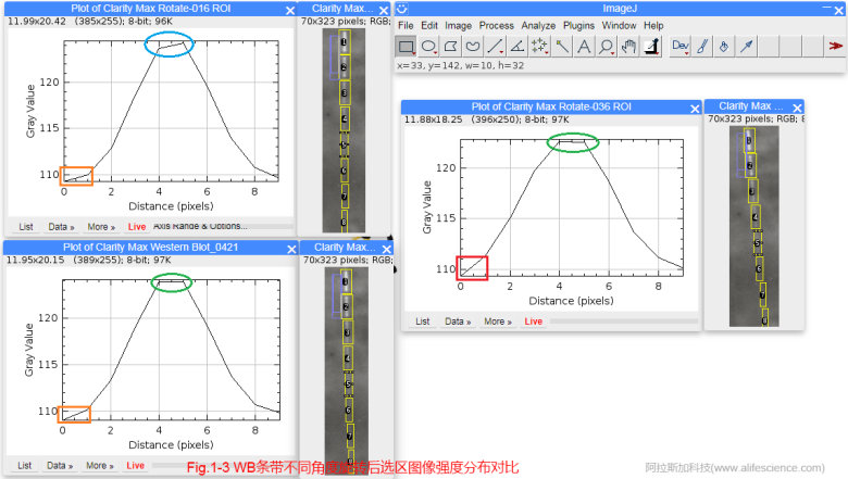 蜂蜜瀏覽器_Fig.1-3 WB條帶不同角度旋轉(zhuǎn)后選區(qū)圖像強度分布對比.jpg