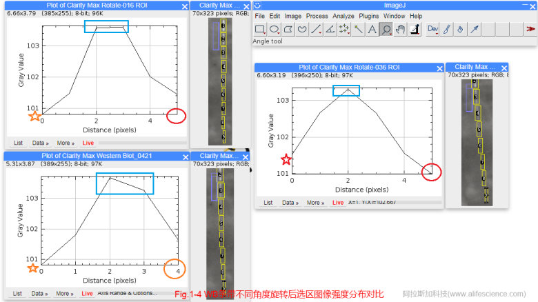 蜂蜜瀏覽器_Fig 1-4 WB條帶不同角度旋轉(zhuǎn)后選區(qū)圖像強度分布對比.jpg