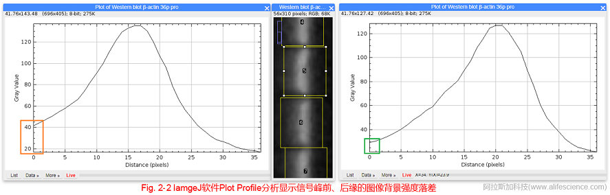 Fig 2-2 IamgeJ軟件Plot Profile分析顯示信號峰前、后緣的圖像背景強度落差.jpg