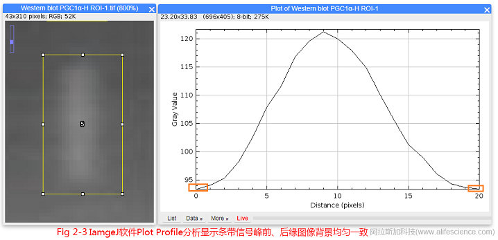 Fig.2-3 IamgeJ軟件Plot Profile分析顯示條帶信號峰前、后緣圖像背景均勻一致.jpg