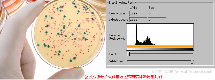 凝膠成像分析軟件菌落計數(shù)調整功能.jpg