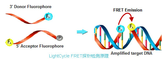 實(shí)時(shí)熒光定量PCR儀LightCycle FRET探針檢測(cè)原理.jpg