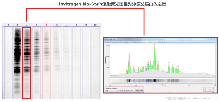 iBright FL1500基于免染熒光圖像的TPN分析.jpg