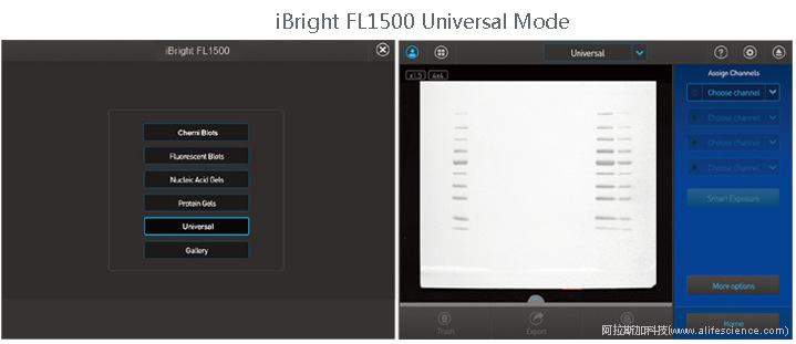 iBright FL1500 Universal Mode.jpg