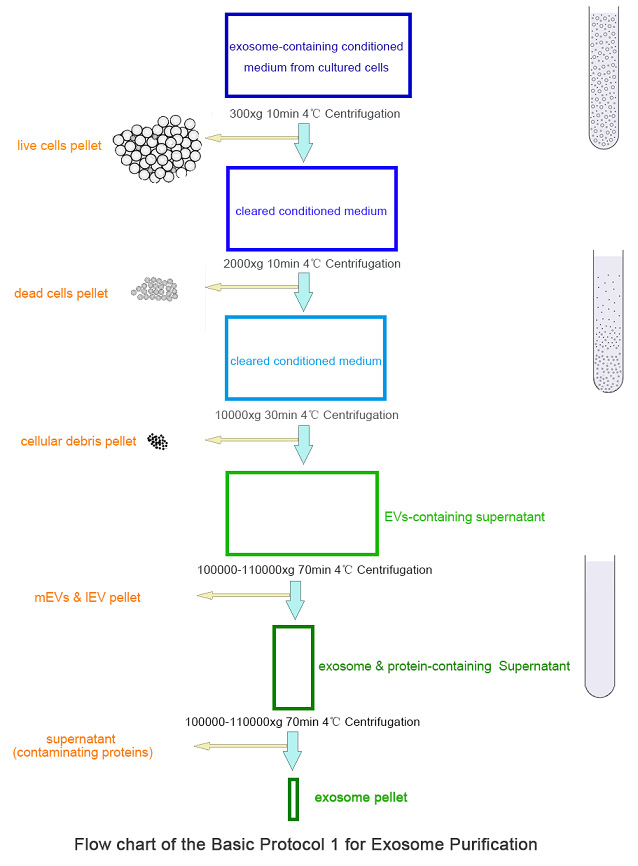 細胞培養(yǎng)基用Optima Max-XP臺式超速離心機進行外泌體分離的基本操作流程.jpg