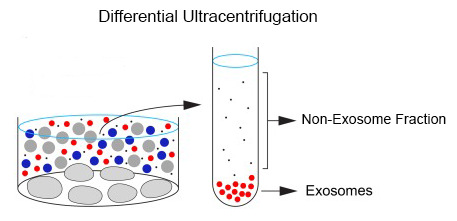 Optima MAX-XP臺式超速離心機外泌體分離原理.jpg